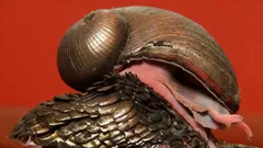 Šupinatý hlemýžď na červeném pozadí, detail přírodní ochranné schránky